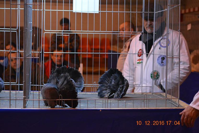 15439878_1153221474792731_7593723013629080571_n