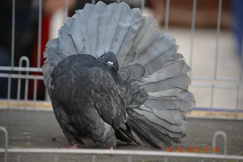 15439903_1153176101463935_7118280877277692984_n