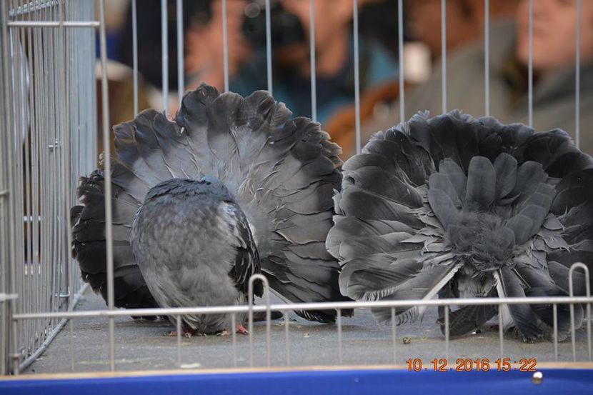 15439916_1153195678128644_6897299497005096986_n - Expozitia specializata Fantail Club Romania 2016