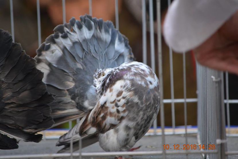 15439939_1153176721463873_3855345691143544471_n - Expozitia specializata Fantail Club Romania 2016