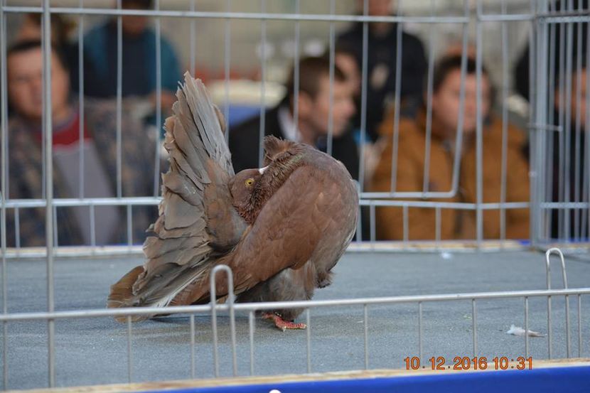 15439951_1153161751465370_5251809847989769623_n