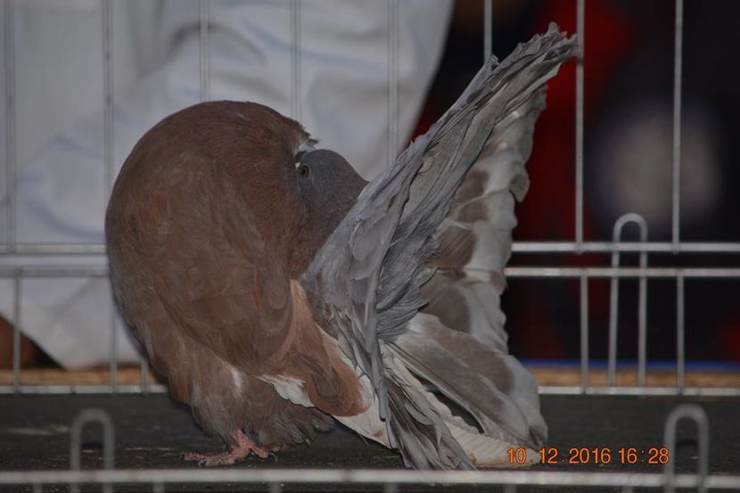 15439980_1153202538127958_5813713406586293588_n - Expozitia specializata Fantail Club Romania 2016