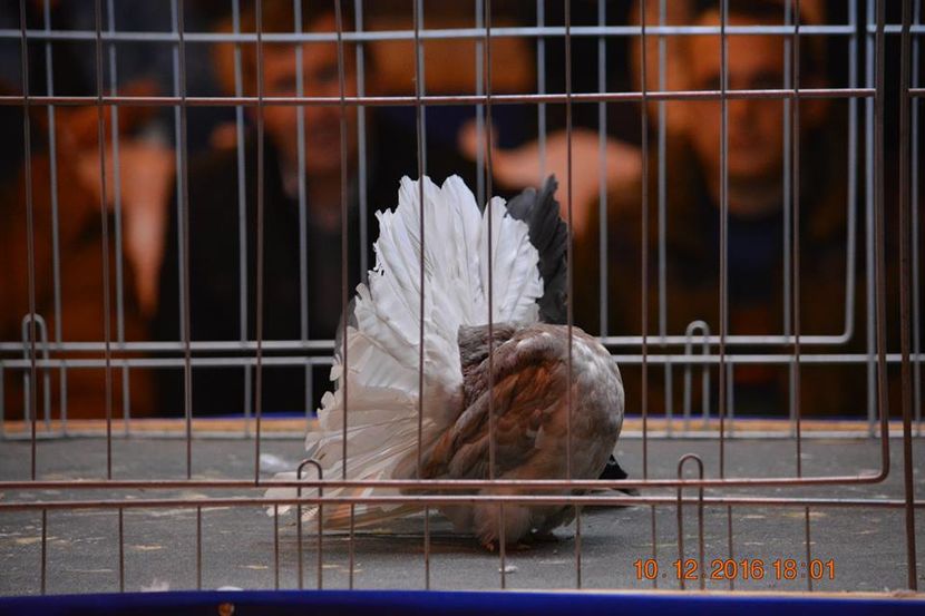 15439987_1153229631458582_8562686022368887081_n