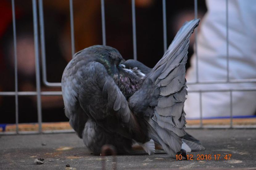 15442184_1153228764792002_3412650155001943765_n