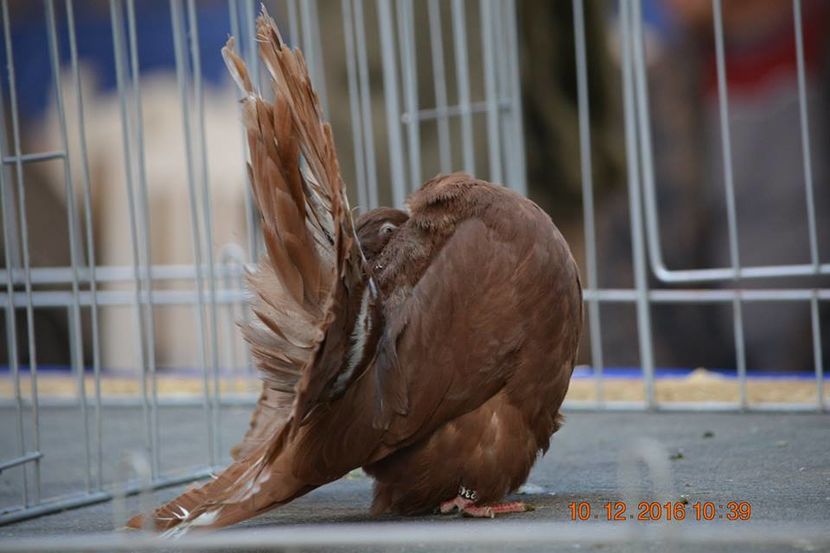 15442195_1153170628131149_4265746437053033055_n - Expozitia specializata Fantail Club Romania 2016