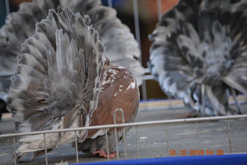15442203_1153177201463825_7110656744152118463_n - Expozitia specializata Fantail Club Romania 2016