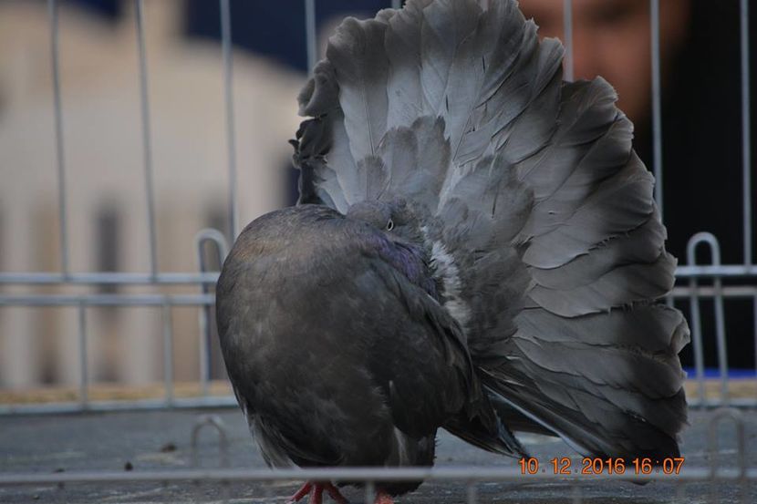 15442218_1153203778127834_2109061147825220450_n