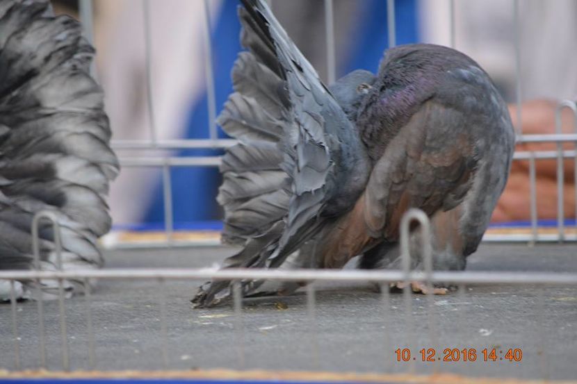 15442245_1153181238130088_7926255336843574303_n - Expozitia specializata Fantail Club Romania 2016