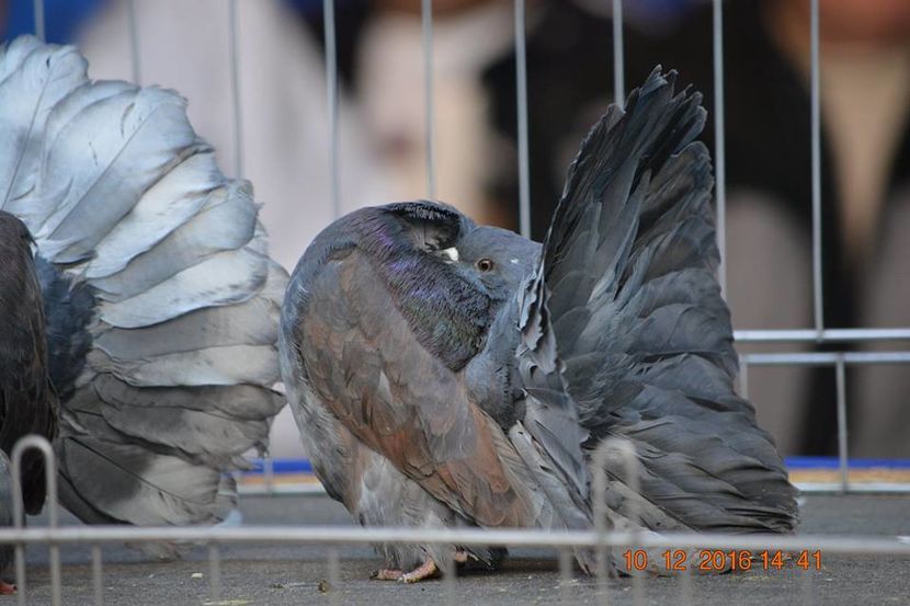 15442275_1153182154796663_7042527331164585083_n - Expozitia specializata Fantail Club Romania 2016