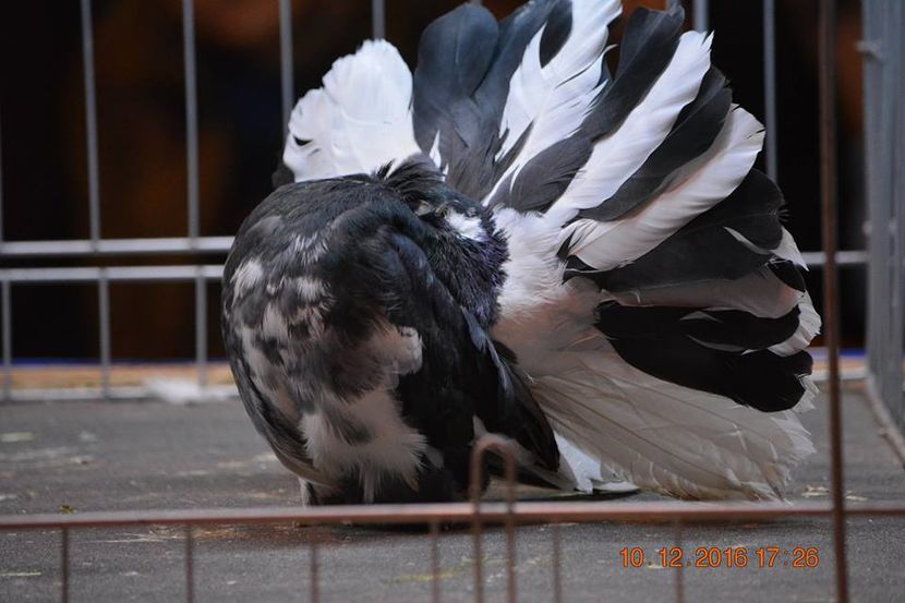 15442367_1153224061459139_4619758388194824790_n - Expozitia specializata Fantail Club Romania 2016