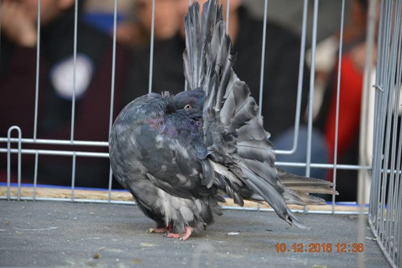 15442385_1153177868130425_6537160329897412821_n