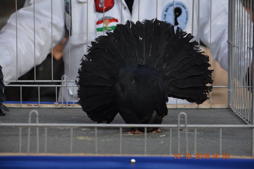 15492143_1153180918130120_1140030292676485750_n - Expozitia specializata Fantail Club Romania 2016