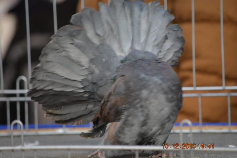 15492162_1153182124796666_4138685099571927373_n - Expozitia specializata Fantail Club Romania 2016