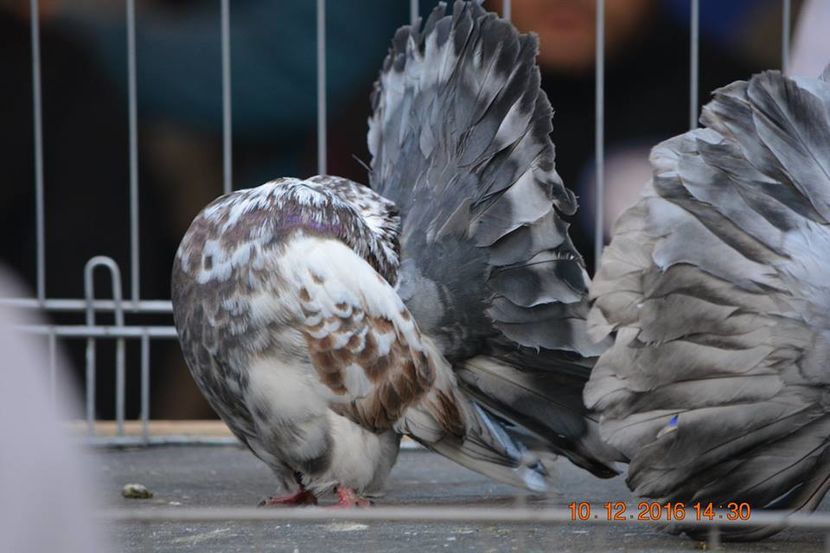 15492195_1153176384797240_7582617794735749400_n