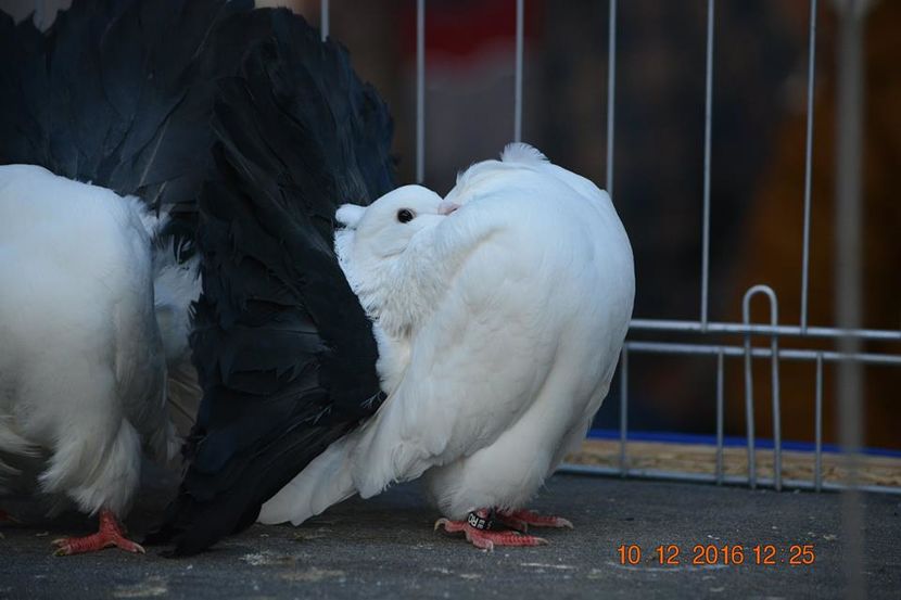 15492197_1153175271464018_2880916001152604386_n - Expozitia specializata Fantail Club Romania 2016