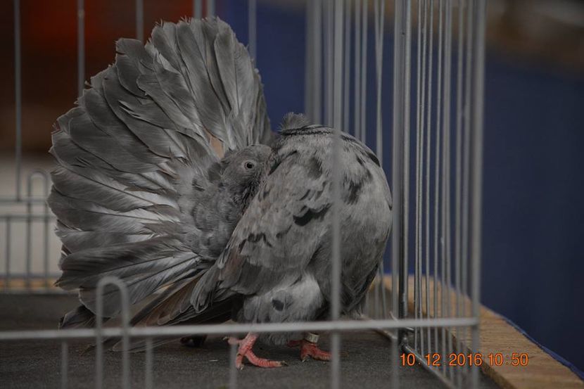 15492216_1153171208131091_5463798965482946935_n