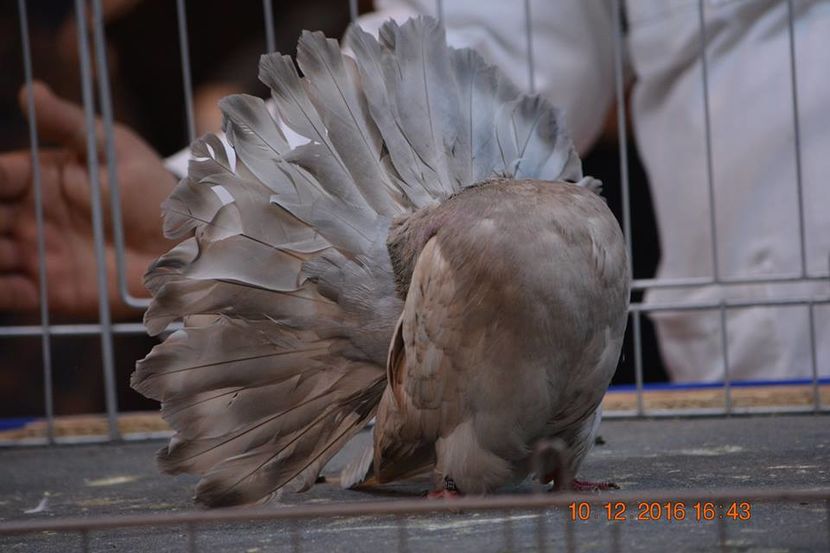 15492222_1153204441461101_600436978451079077_n - Expozitia specializata Fantail Club Romania 2016