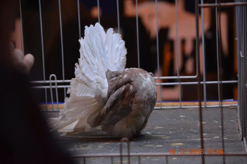 15492268_1153227558125456_8699570545408874505_n - Expozitia specializata Fantail Club Romania 2016
