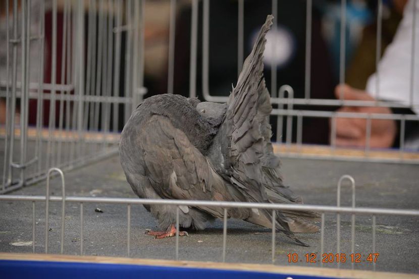 15492278_1153177578130454_6209397139546221286_n - Expozitia specializata Fantail Club Romania 2016