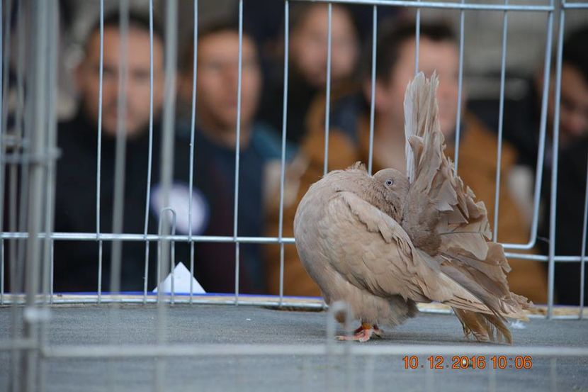 15492283_1153161264798752_1434202921175973510_n - Expozitia specializata Fantail Club Romania 2016