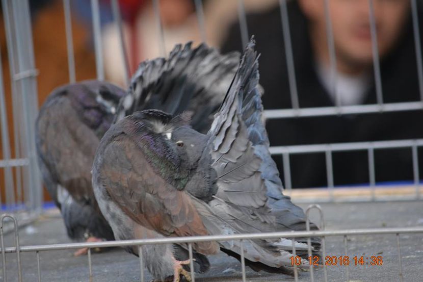 15492286_1153181821463363_2787852089768978975_n - Expozitia specializata Fantail Club Romania 2016