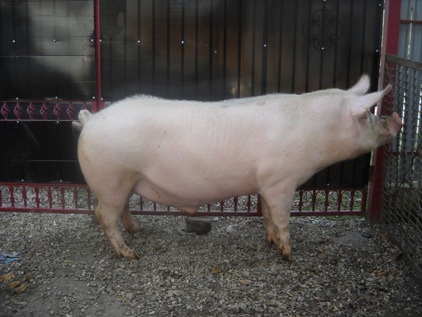 250 kg-vandut - De vanzare porci pt sacrificat decembrie 2016