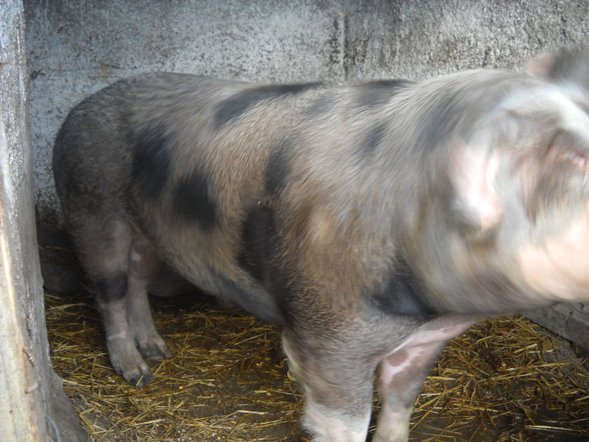 260 kg - De vanzare porci pt sacrificat decembrie 2016
