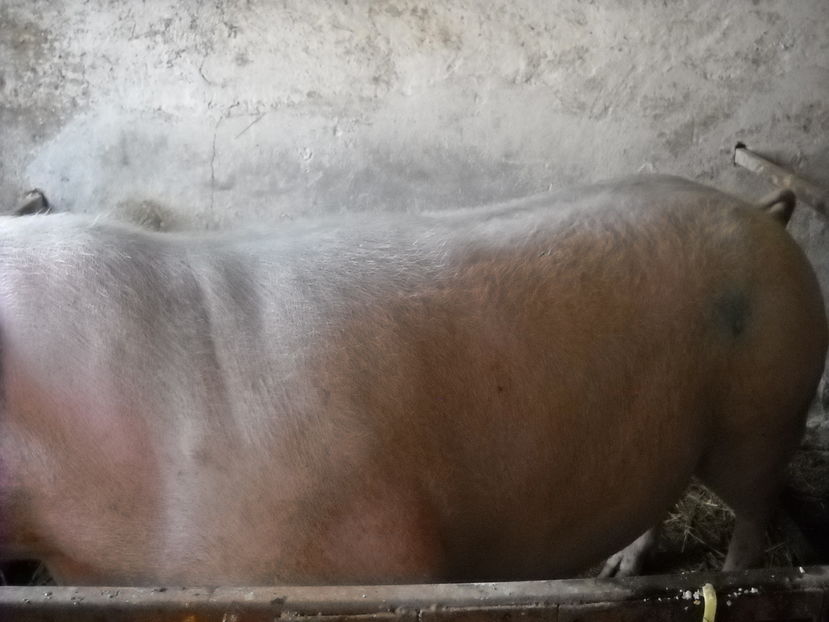 540 kg - De vanzare porci pt sacrificat decembrie 2016