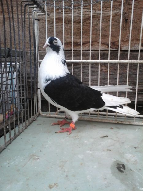 M - porumbei vanduti