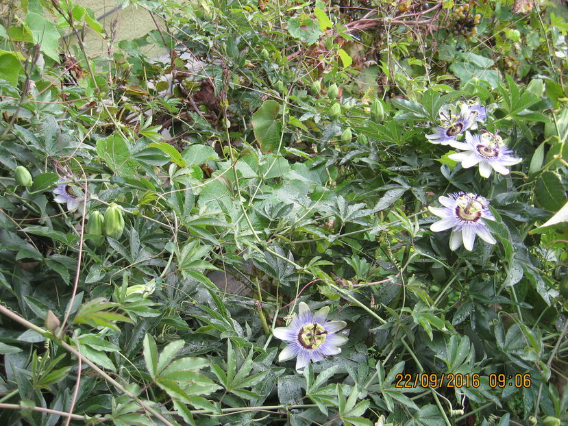 Picture 7432 - Passiflora caerulea