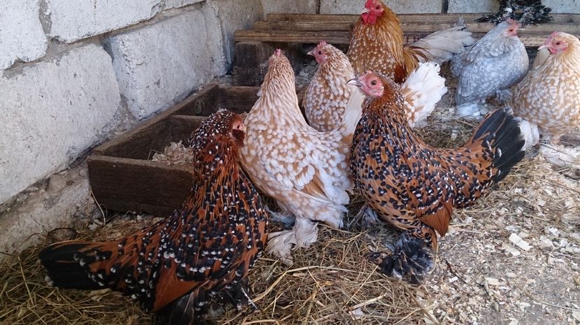  - Mii de Flori pentru 2017