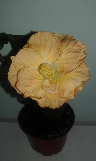  - Hibiscus Suntan