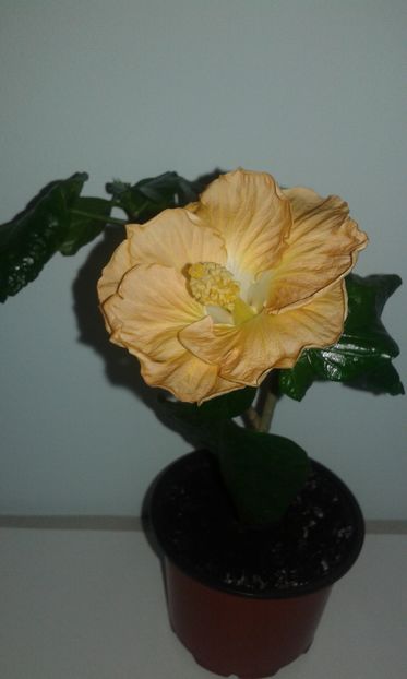  - Hibiscus Suntan