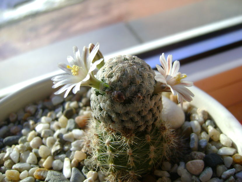 Mammillaria sanchez-mejoradae; 13 dec. 2016
