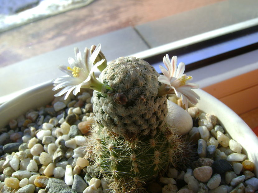 Mammillaria sanchez-mejoradae; 13 dec. 2016

