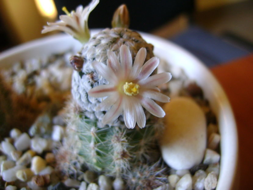 Mammillaria sanchez-mejoradae; 13 dec. 2016
