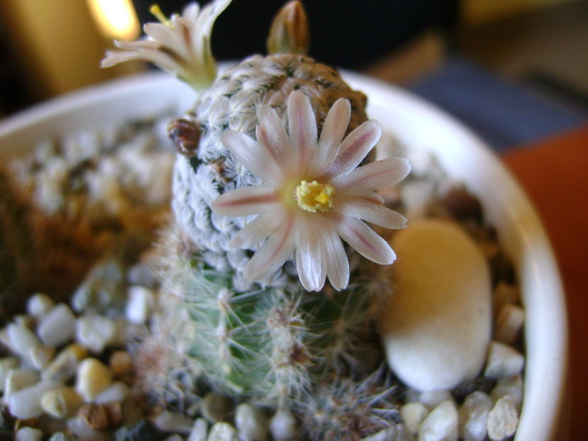 Mammillaria sanchez-mejoradae; 13 dec. 2016
