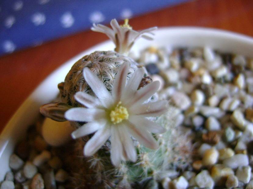 Mammillaria sanchez-mejoradae; 13 dec. 2016
