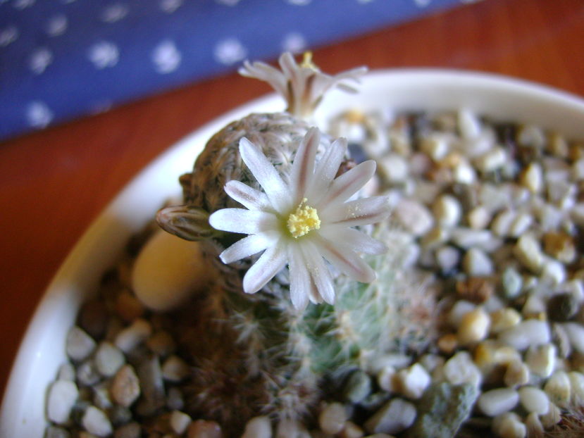 Mammillaria sanchez-mejoradae; 13 dec. 2016
