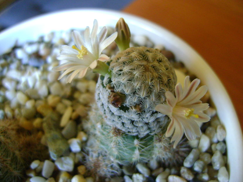 Mammillaria sanchez-mejoradae; 13 dec. 2016
