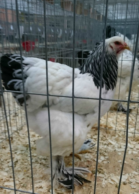 FEMELA BHD 3-96 P NATIONALA - CAMPIOANA