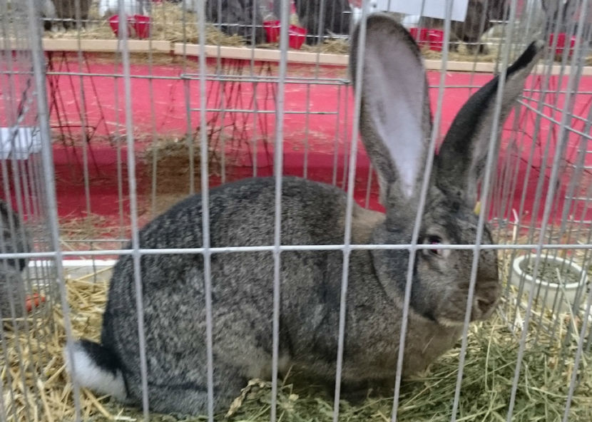 FEMELA 1 UGG-96.5 P NATIONALA -CAMPION LOCUL 3