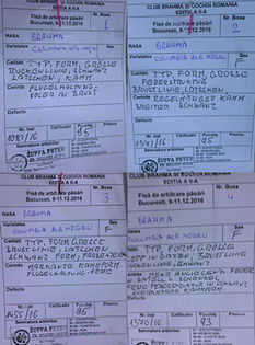 FISE BHD CLUB BRAHMA-COCHIN