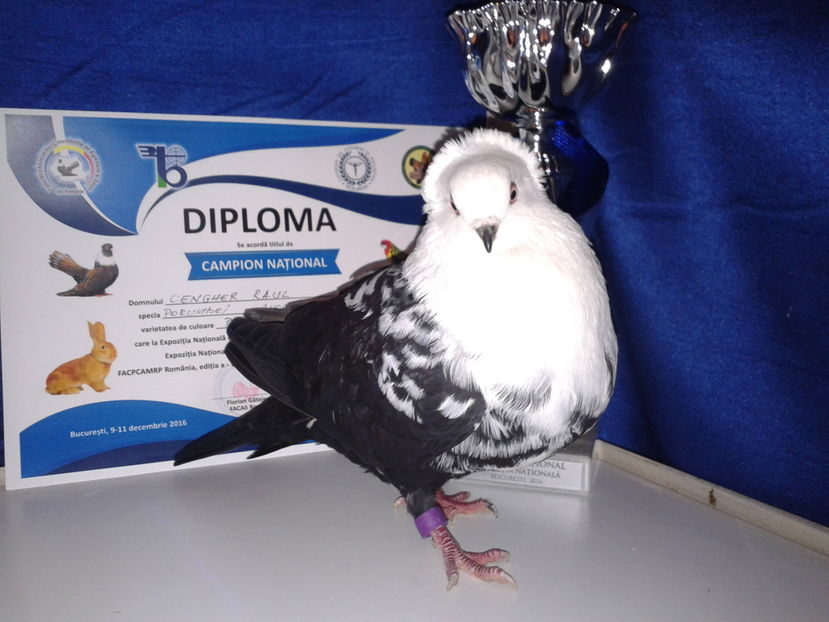 Expo Bucuresti 2016 - mascul 2016