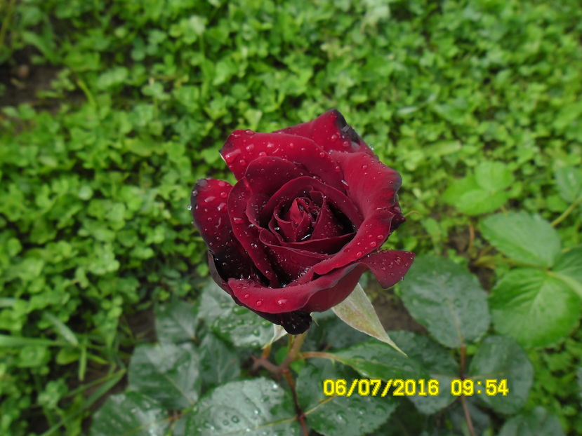  - BLACK BACCARA Meilland 2