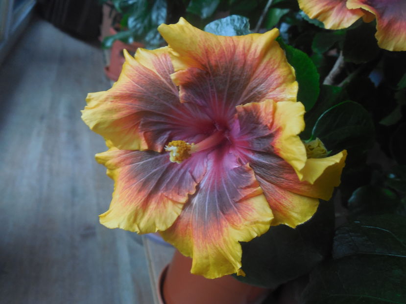 Moorea Juan Lucas - 0Hibiscus in colectie infloriti