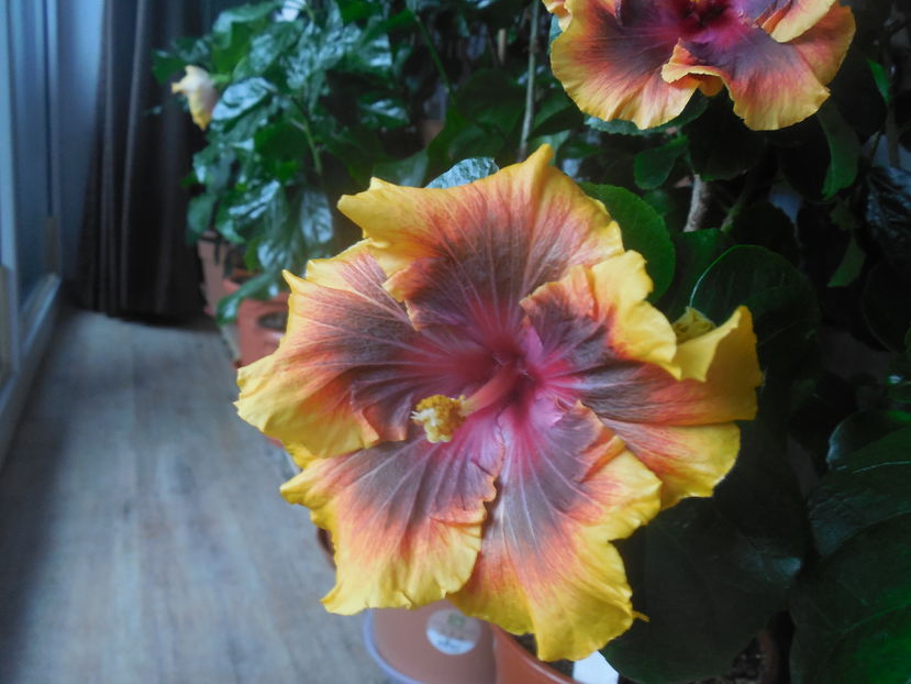 M. Juan Lucas - 0Hibiscus in colectie infloriti