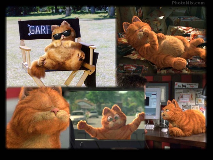 Garfield-Movie-Wallpaper-garfield-192636_1024_768 - poze Garfield