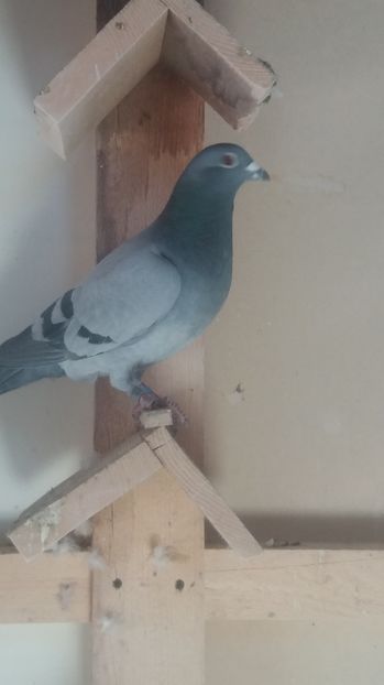  - matca