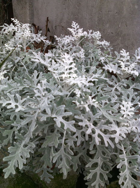 cineraria